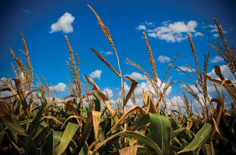 Level Land: Texas Rural Land Markets 2010