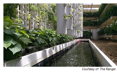 Plants growing inside greenhouse