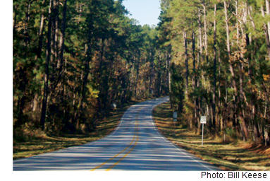 A view of a two-lane road curving out into the distance through the Piney Woods.