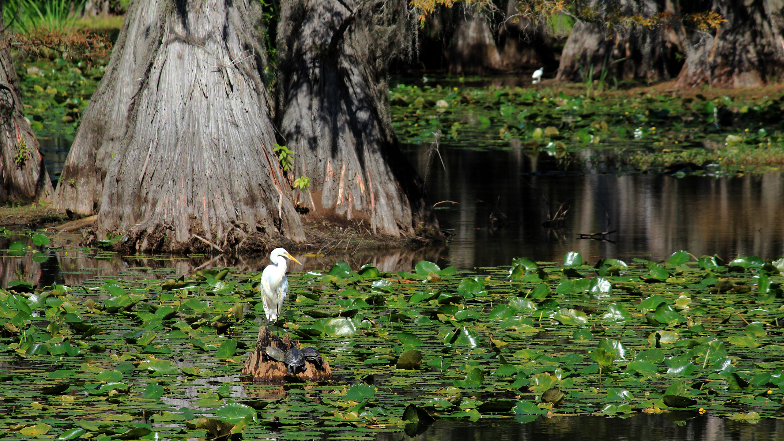 Great Egret and Turtles