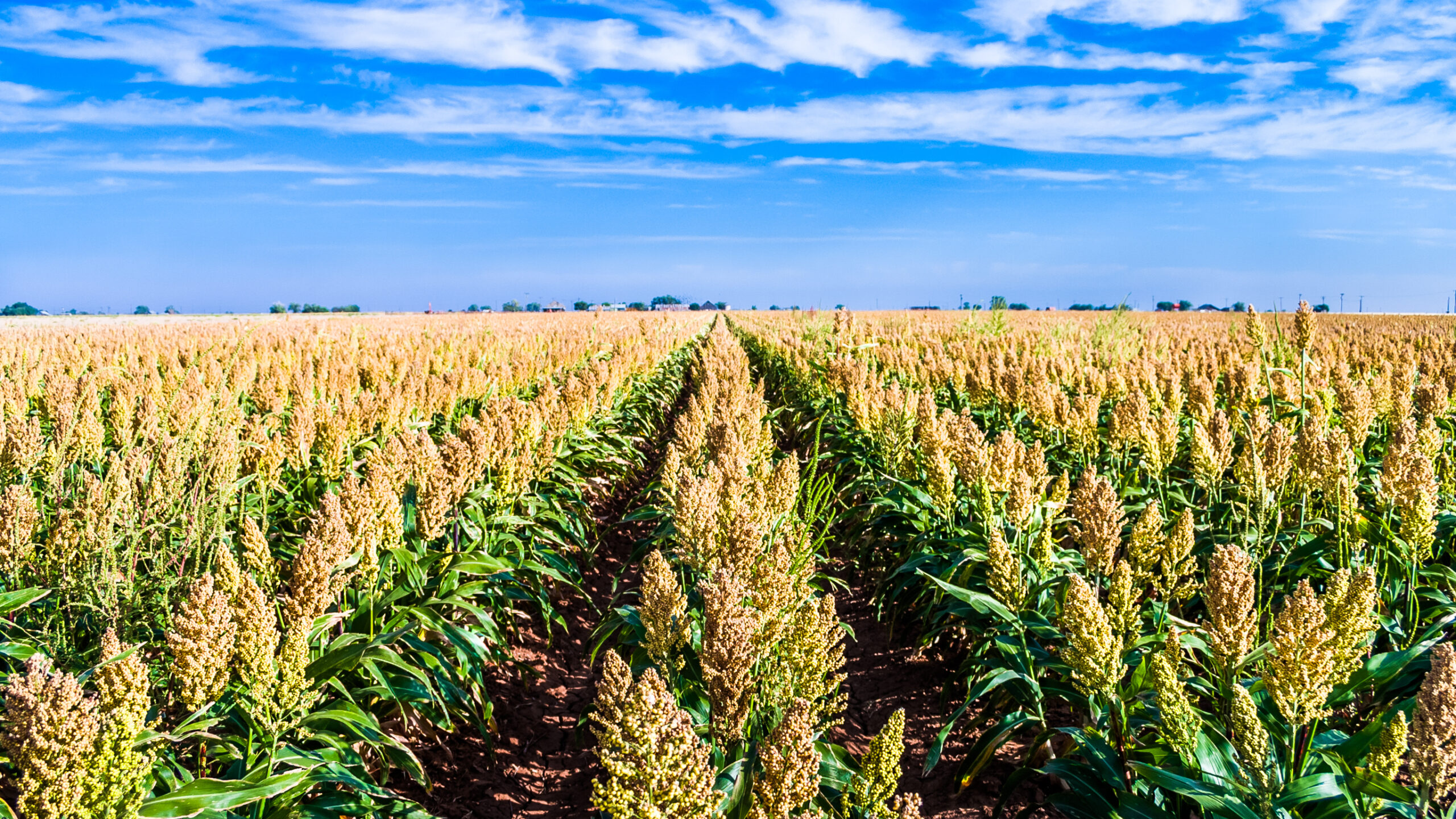 ripe sorghum milo millet crop field in rows